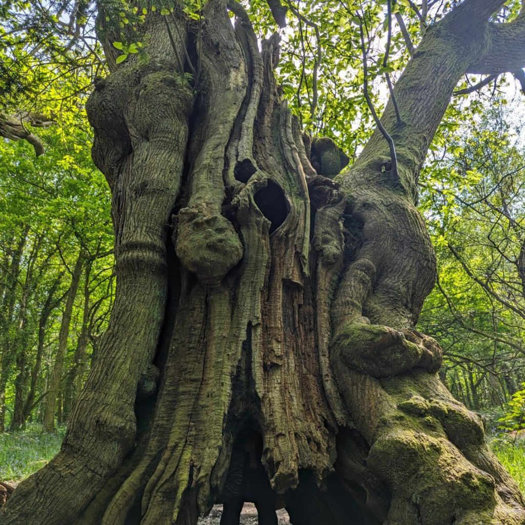 Rooted in Healing: Reconnecting with Nature for Body and Mind